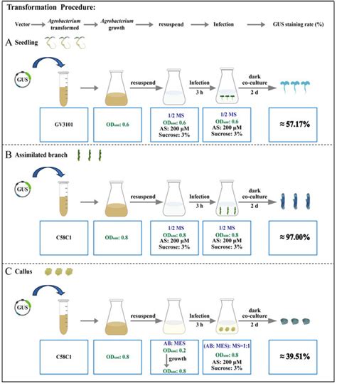 Establishment of Agrobacterium-Mediated Transient Transformation System ...