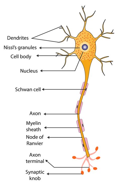 Image result for Neural Control Mechanism
