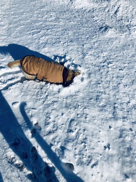 Image result for Ruby Hunting