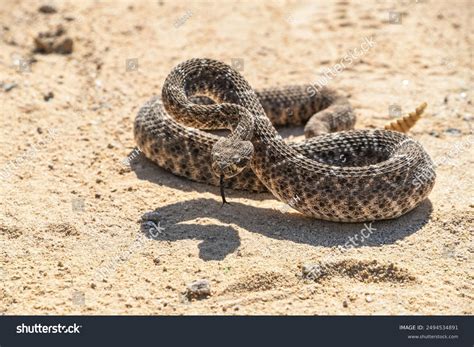 Western Diamondback Rattlesnake Crotalus Atrox Arizona Stock Photo ...