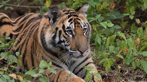 International Tiger Day 2025: With 3,682 Tigers, India leads the world ...