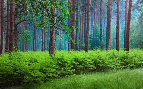 壁紙 春、森林、木々、霞、緑 1920x1200 HD 無料のデスクトップの背景, 画像