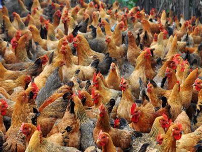 彭水山谷土鸡养殖合作社，鸡，鸡蛋批发