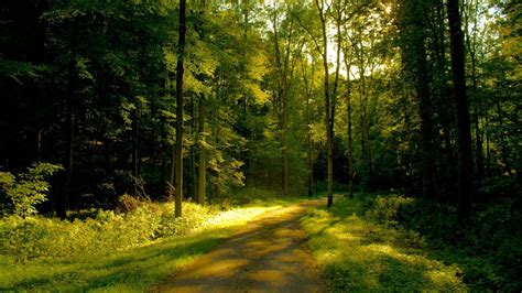 绿白自然朦胧神秘雾气弥漫的山林树林山树木森林野背景图片免费下载 - 觅知网