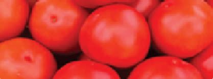 Saaho (TO-3251) - Variety Tomato | Syngenta