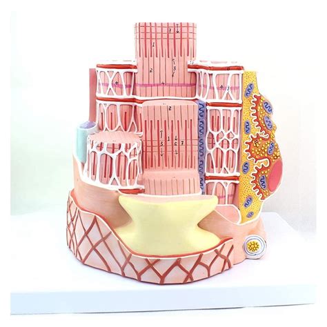 Buy LAErper Teaching Model, Skeletal Muscle Fiber Microanatomy Model ...