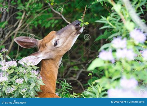 A Doe White-Tailed Deer Eats Bee Balm and Leaves for Breakfast Stock ...