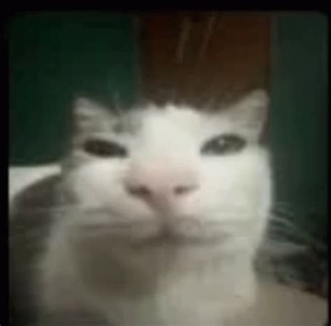 Image result for Cat II Algorithm