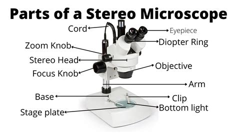 Image result for Stereo Microscope Uses
