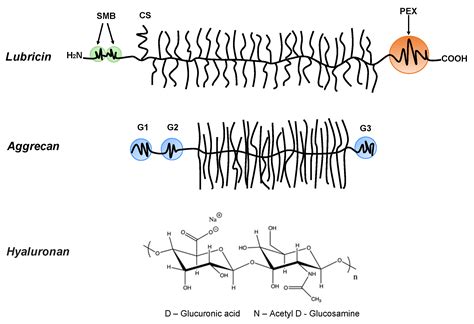 Bioinspired Bottlebrush Polymers for Aqueous Boundary Lubrication