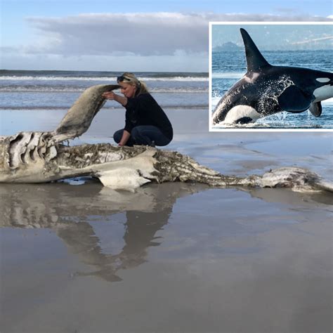 Orca Bite