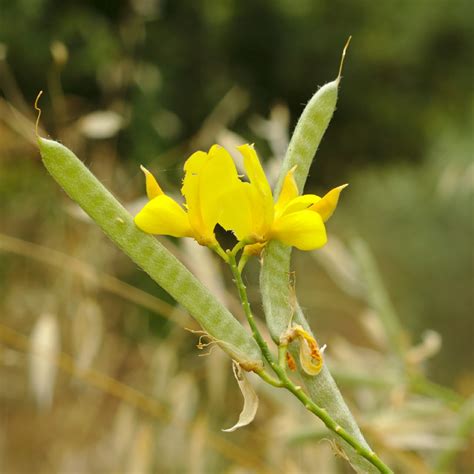 Growing Spanish Broom