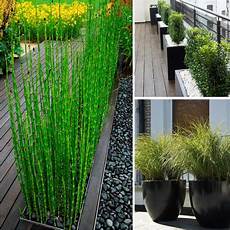 Privacy Plants by Backyard Privacy Tips Living Outdoors Privacy Plants