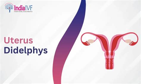 Uterus Didelphys Treatment: Diagnosis and Solutions by India IVF Fertility