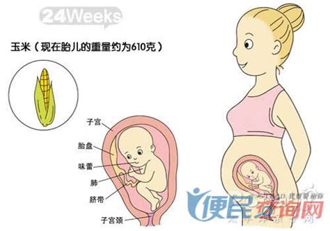孕24周：胎儿和孕妈妈的奇妙变化你知道吗 - 业百科