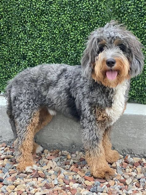 Bernedoodle Miniatura Adulto Max (Male, F1 Mini Blue Merle) FOUND A