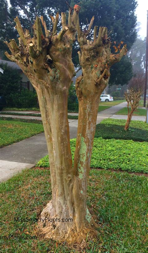 Pruning Crape Myrtle - Miss Smarty Plants