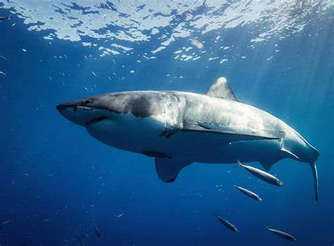 Why Great White Sharks Steer Clear of New Jersey’s Coastline - Animals ...