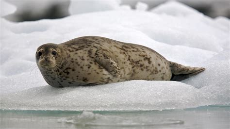 outdoors, resting, animal, seal, seal - Animal, ice, brown, no people ...