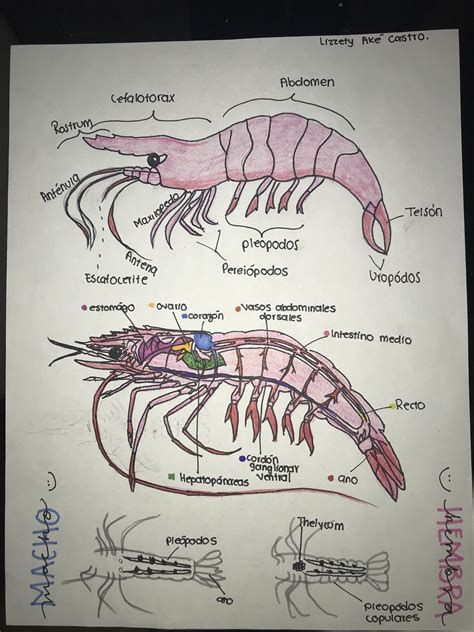 Shrimp anatomy | Informacion de animales, Anatomía animal, Anatomia ...