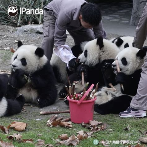 熊猫饲养员都是怎么喂养熊猫的？令人羡慕同时值得敬佩！_小家伙