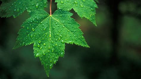 雨露 by こすもっち （ID：10031286） - 写真共有サイト:PHOTOHITO