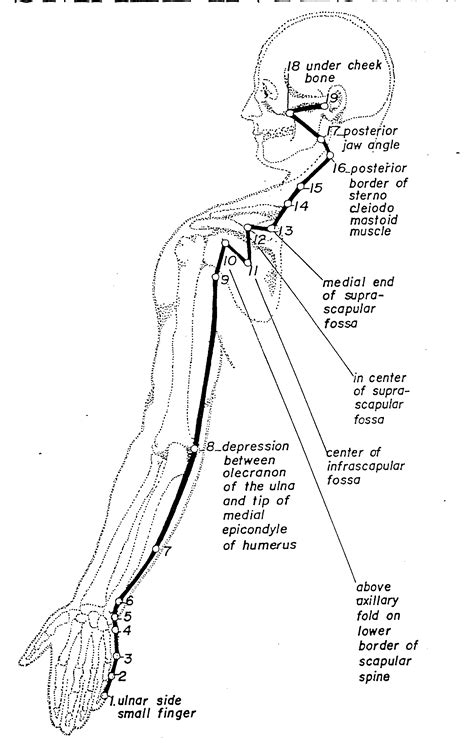 Acupuncture Meridian Chart