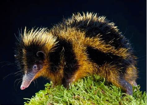 Lowland Streaked Tenrec (Hemicentetes semispinosus) Madagascar. : r/AIDKE