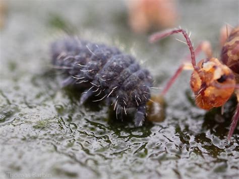 Image result for Springtail Bugs