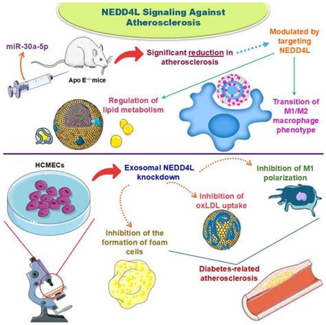 Biology | Special Issue : Molecular Sciences in Cardiology and Vascular ...