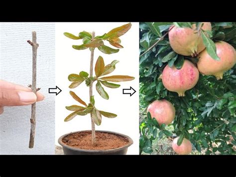 Pomegranate Tree Growing Tips 的图像结果