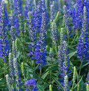 Image result for Tall Blue Flowers Perennials