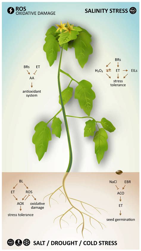 Crosstalk between Brassinosteroids and Ethylene during Plant Growth and ...