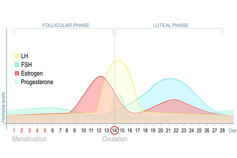 Luteal Phase Of The Menstrual Cycle at Robert Mulkey blog