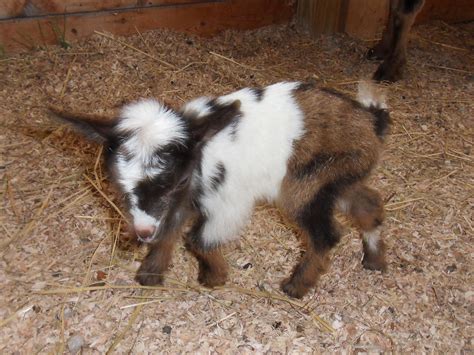 Nigerian Dwarf Baby Goats