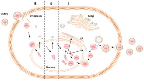 IJMS | Special Issue : Host-Cytomegalovirus Interactions: Pro- and ...