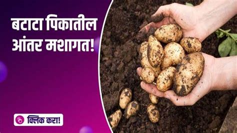 कृषी ज्ञान - बटाटा पिकामधील पाणी व्यवस्थापन - अ‍ॅग्रोस्टार