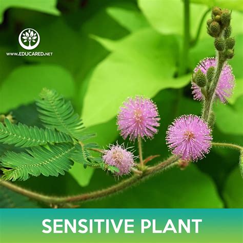 Sensitive Plant Seeds – Educared