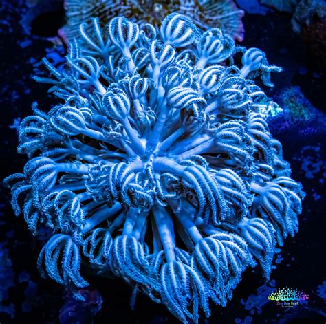 "Buy High-Quality Pulsing Xenia Coral for Your Aquarium | Order Now" – Zeo Box Reef Aquaculture
