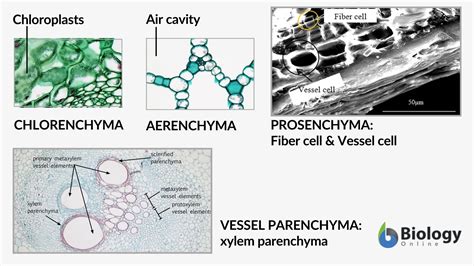Parenchyma Cells Definition Structure Types Functions
