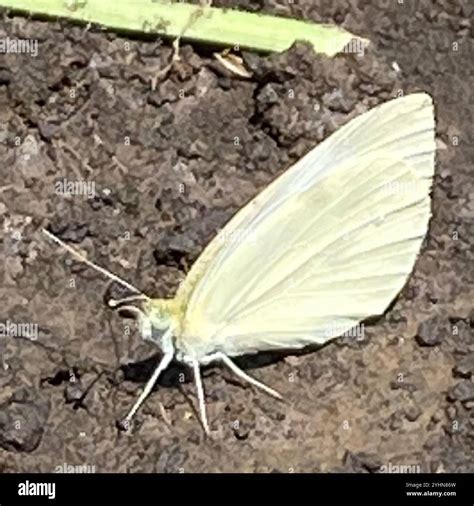 Whites, Yellows, and Sulphurs (Pieridae Stock Photo - Alamy