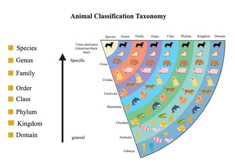 Image result for Taxonomy HTML/JavaScript