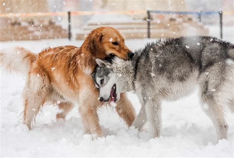 Goberian - 7 Things To Know About The Golden Retriever Husky Mix | PawLeaks