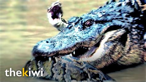 Image result for Who Would Win Alligator vs Python