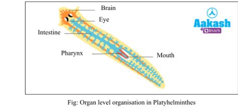 Phylum Platyhelminthes Characteristics, Examples & Classification | AESL