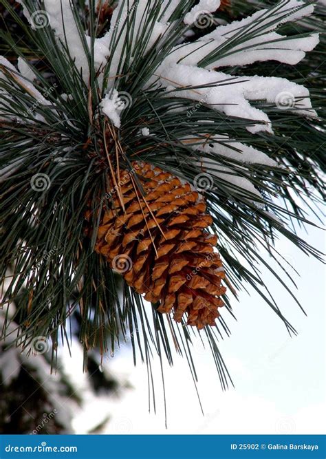 Big Pine Cone stock photo. Image of peaceful, alone, scenery - 25902