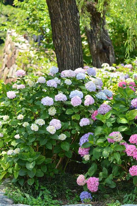 Hydrangea Tree Fall Care 的图像结果