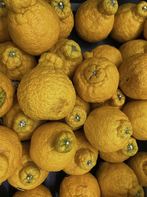 Unwrapping Freshness: How To Guide on Sumo Oranges