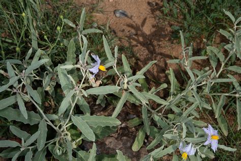 Solanum elaeagnifolium (Silverleaf nightshade)