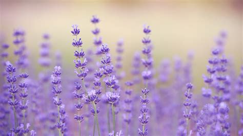 Lavender | San Diego Zoo Animals & Plants